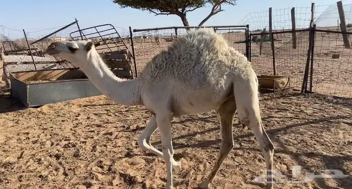 قعود وبكره عمرهن 7 شهور 4