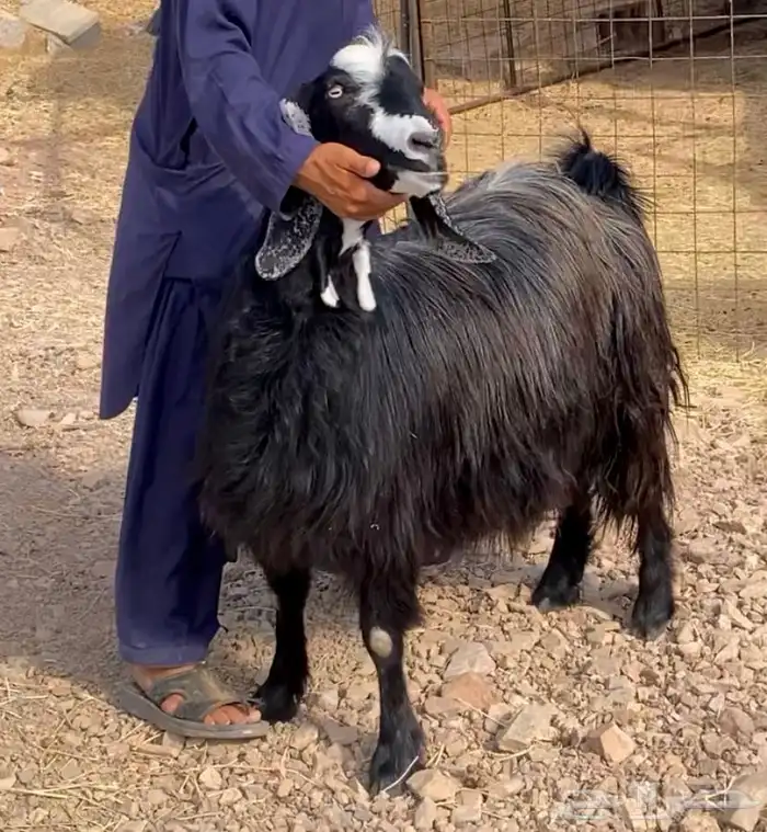 عنز عارضيه مشروكه شامي دافع 8
