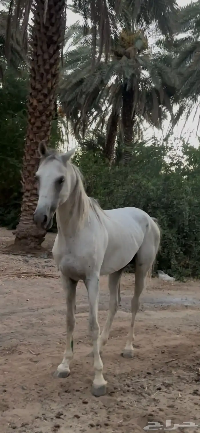 حصان 0