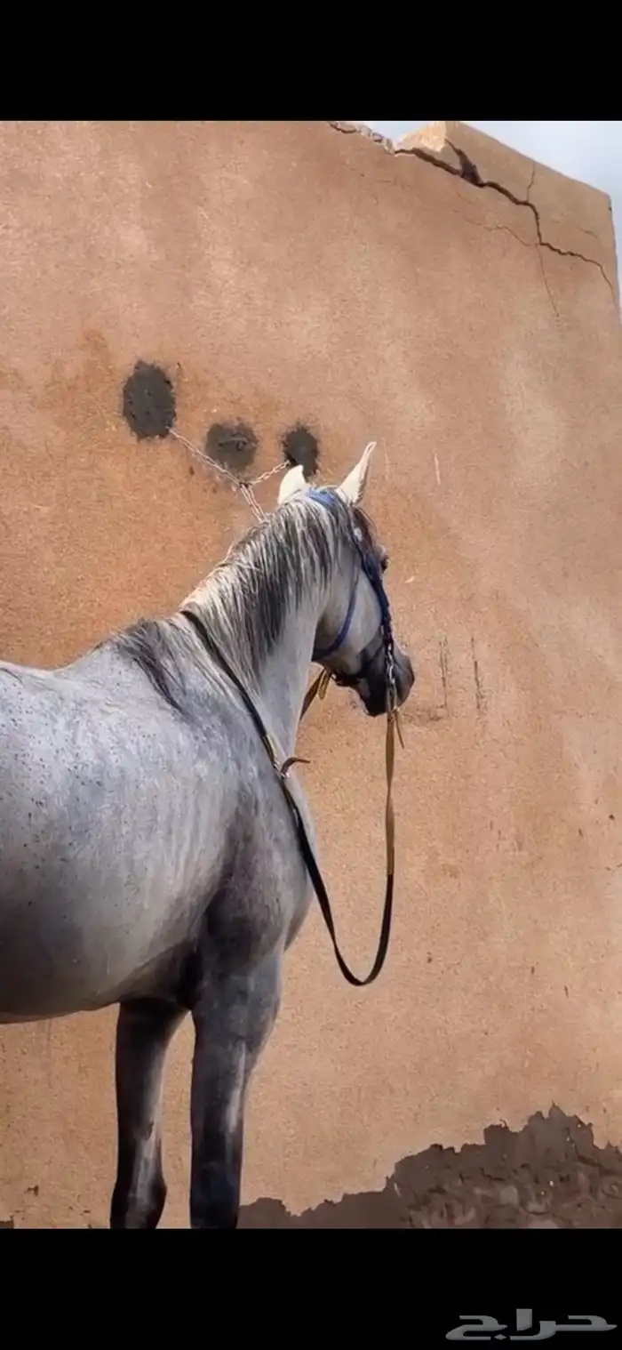 حصان للبيع 3