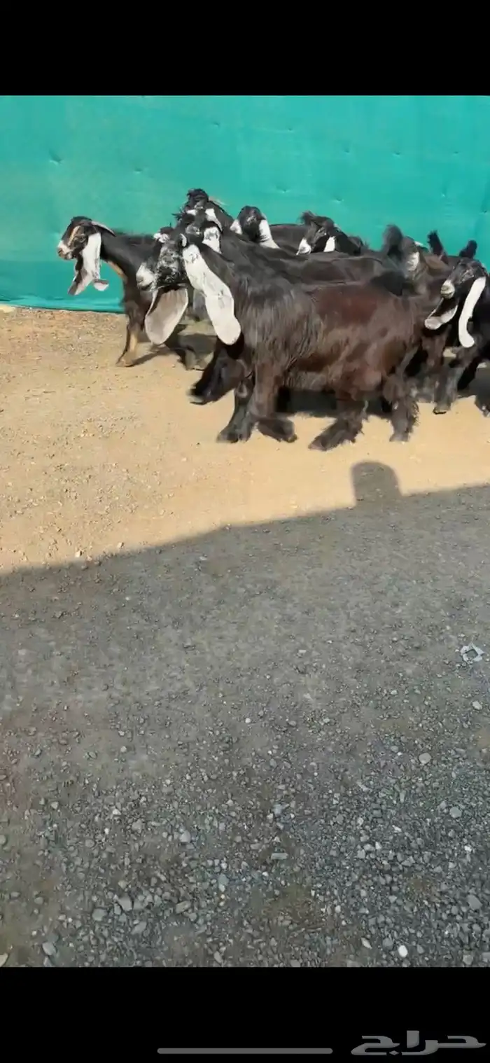 جفرات عوارض نوادر خصم الخصم تممم البيع 1