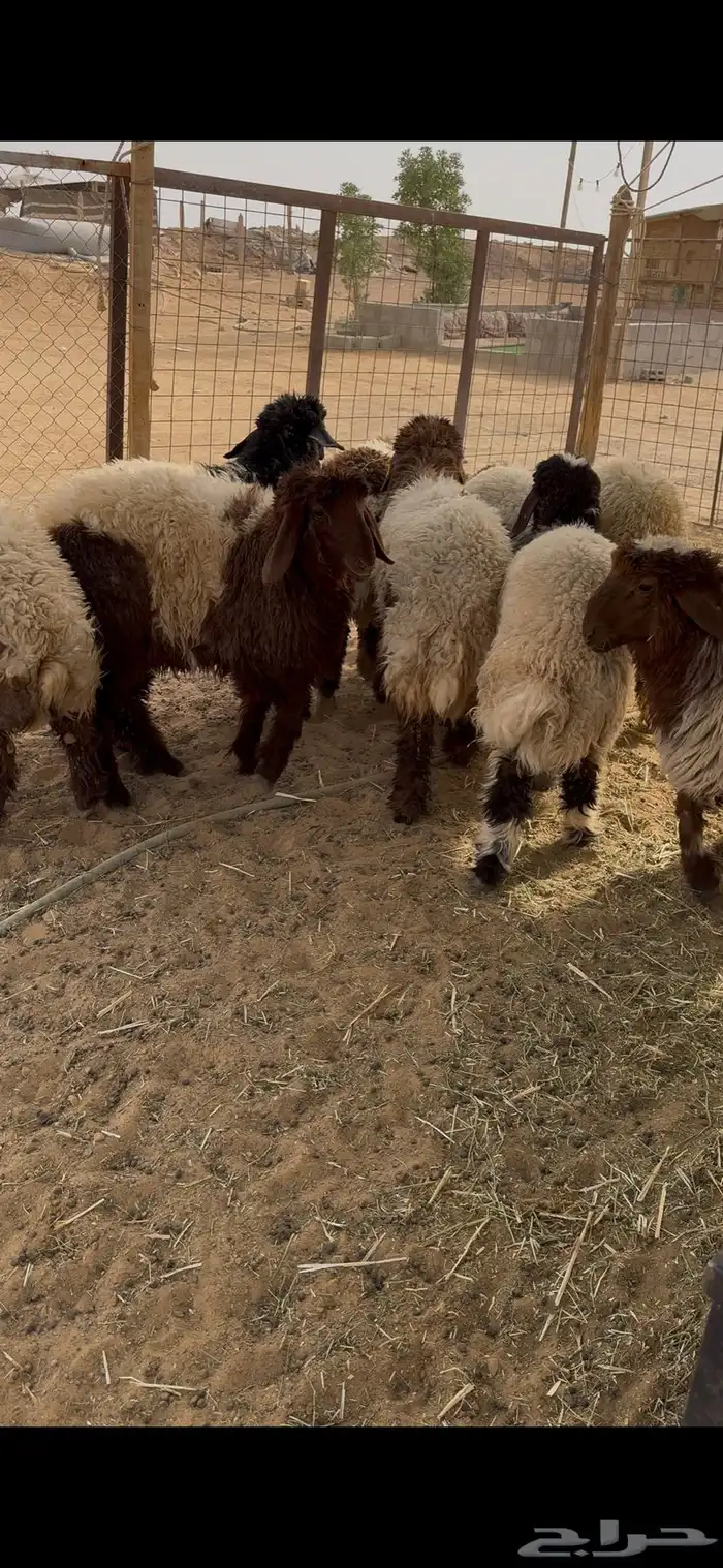 ذبايح رخال طيبه 2