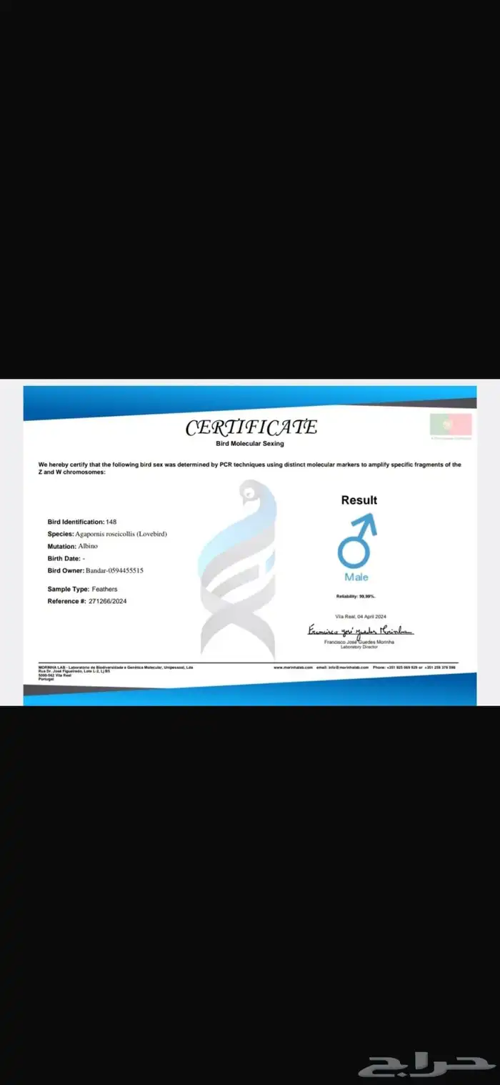 زوج روز منتج بشهادة 6