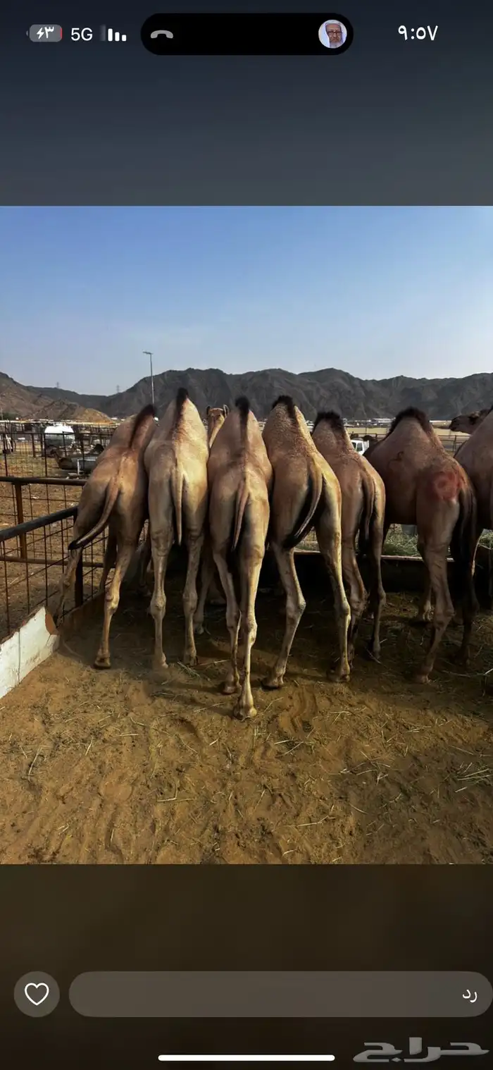 قعدان كفو للبيع 0