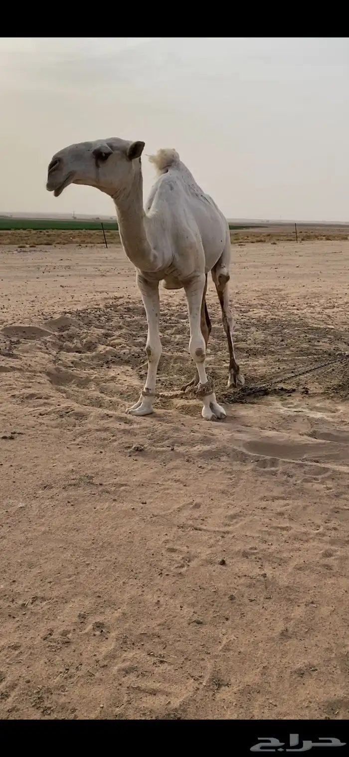 للبيع بعير 3