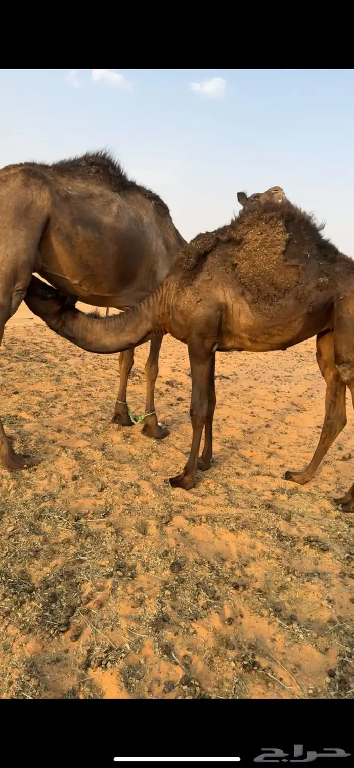 حشوان للبيع على لبن أم ته وبرسيم 6