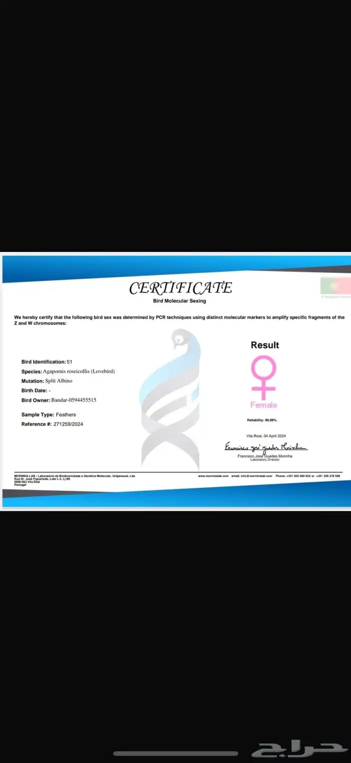 زوج روز منتج بشهادة 7