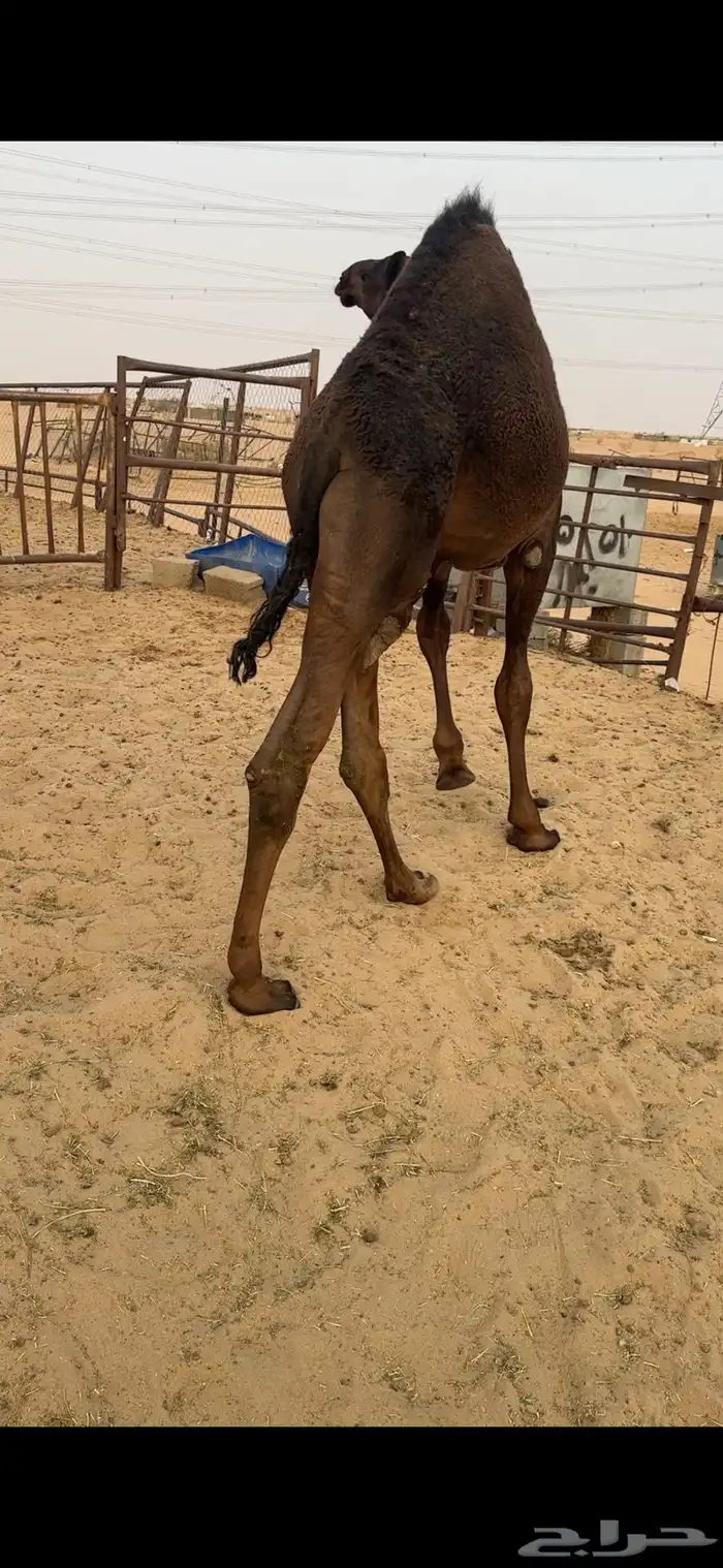 قعود كايف للبيع رقم الجوآل 1