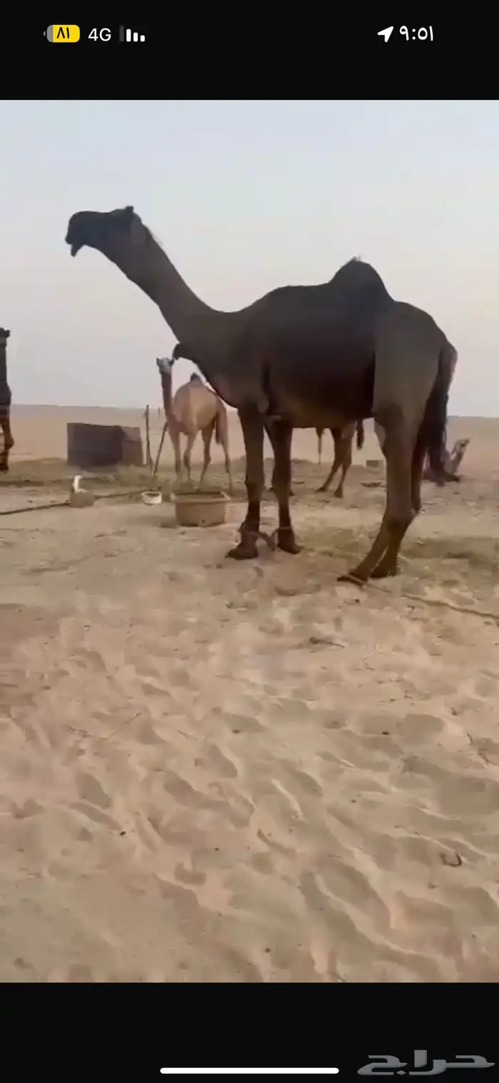 بعير مجهم شاق نابه وشرط ضراب ولقاح 1