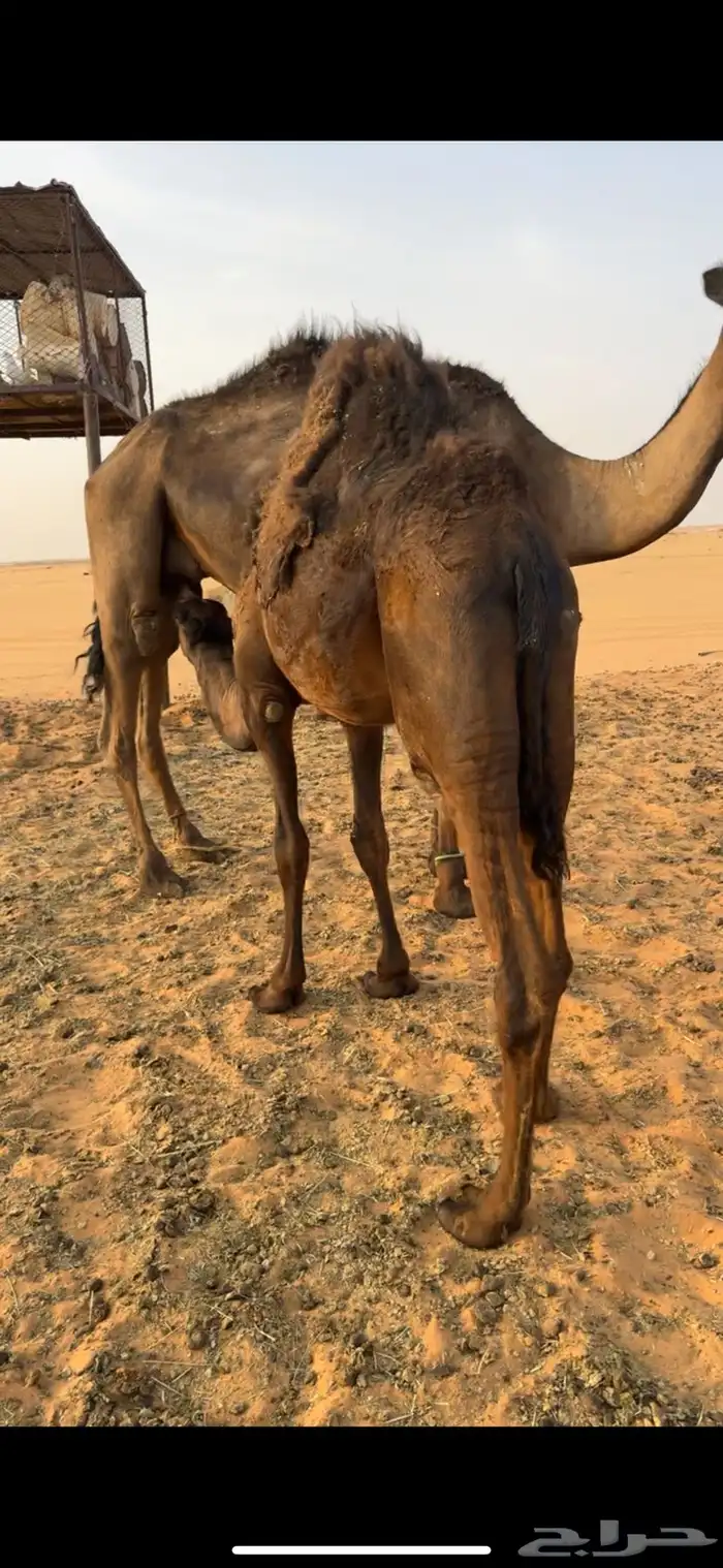 حشوان للبيع على لبن أم ته وبرسيم 7