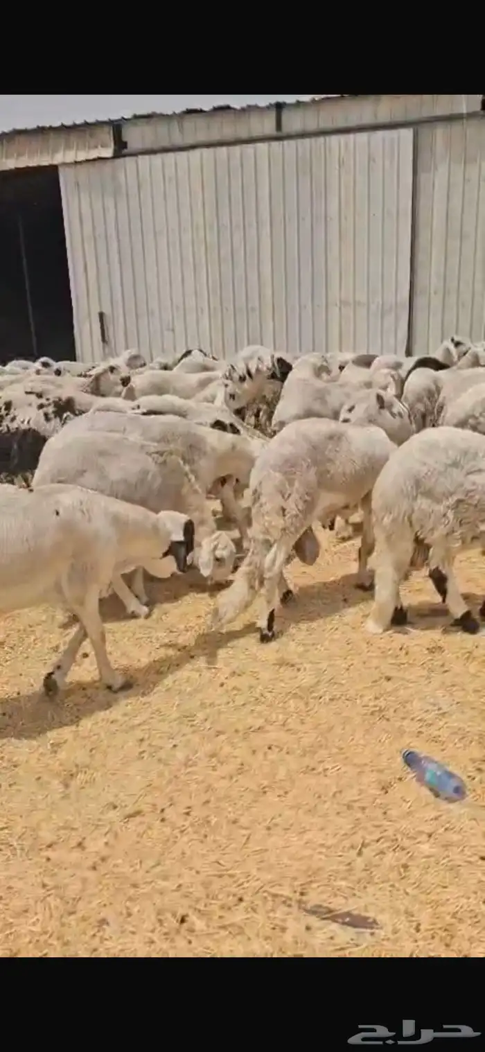 سوكان وزنا فل فل 17