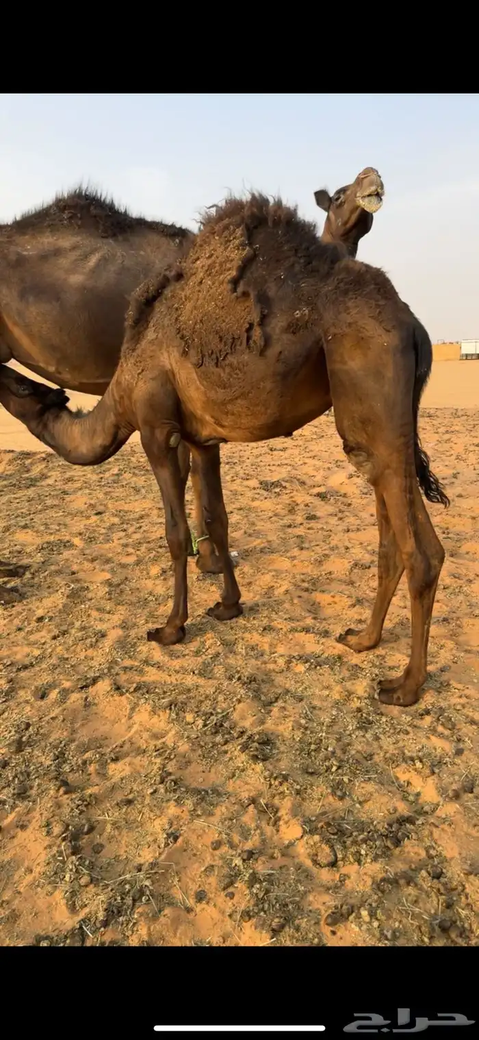 حشوان للبيع على لبن أم ته وبرسيم 8