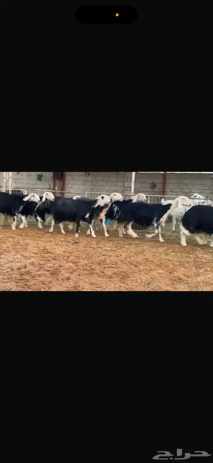 عرض بيع نجد فواخر جروم 3