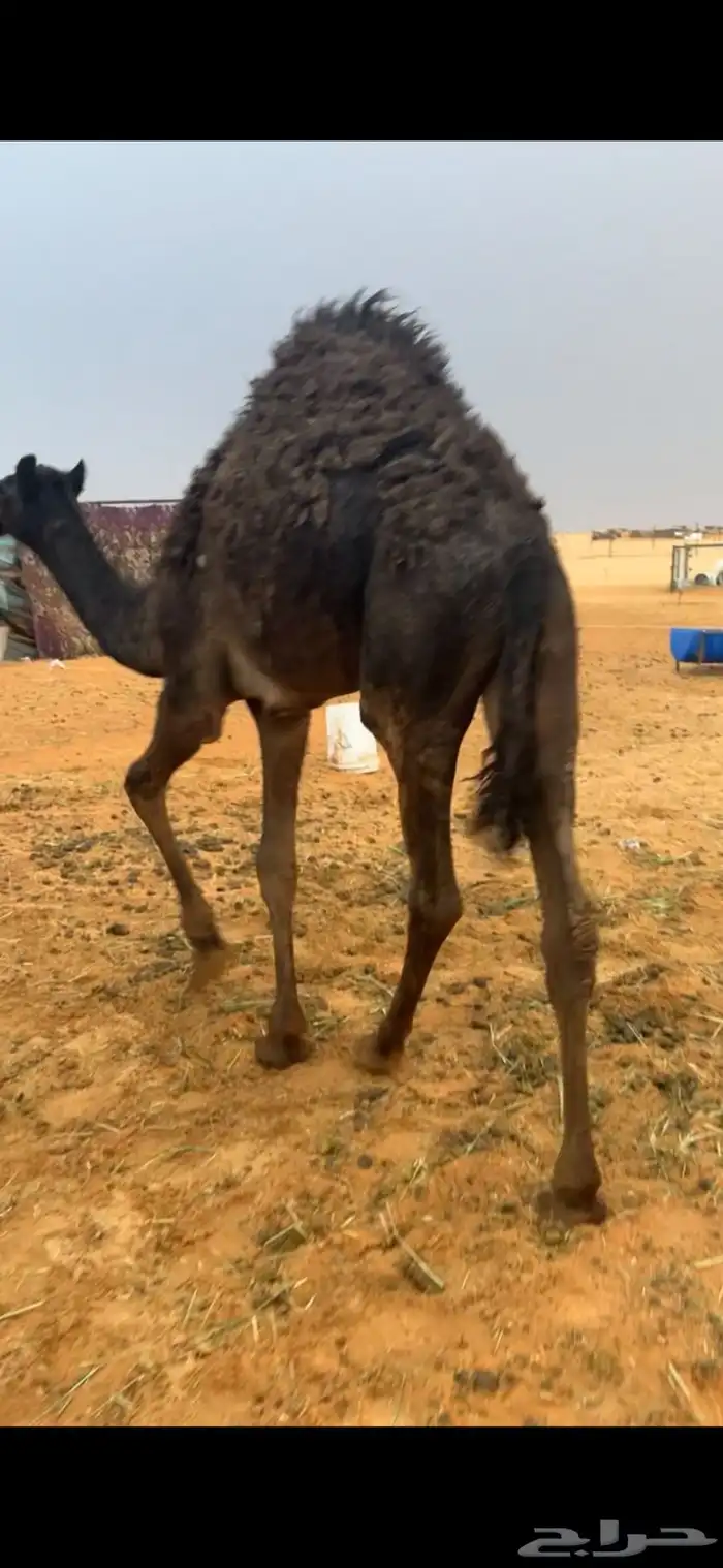 حشوان للبيع على لبن أم ته وبرسيم 4
