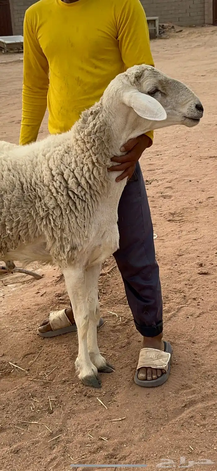 فحل حري مشروط 0