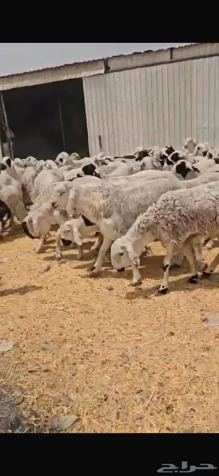 سوكان وزنا فل فل 14