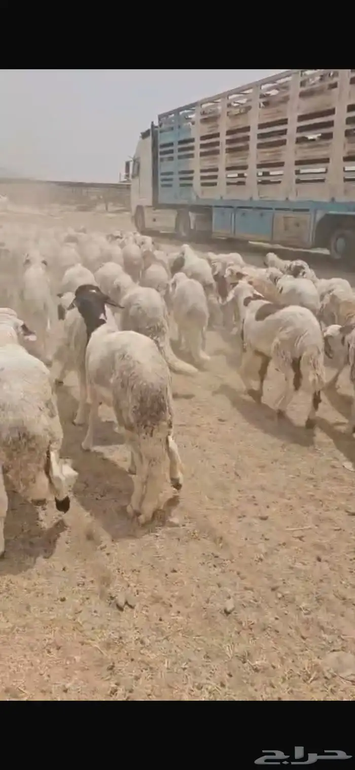سوكان وزنا فل فل 7