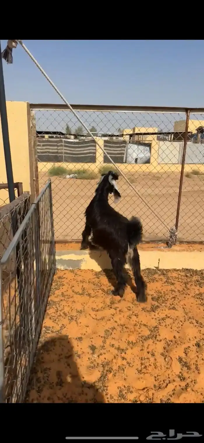 تيس 2