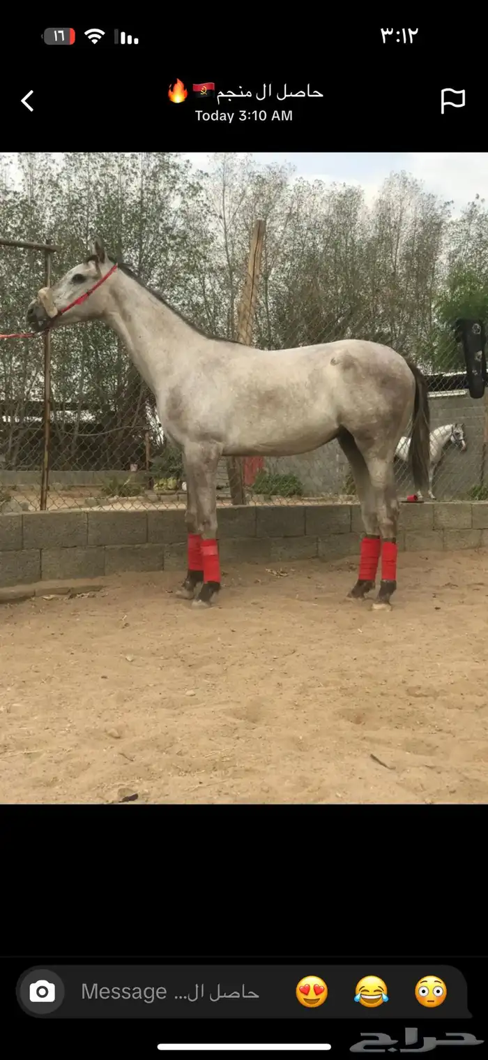 الحصان كاسب 5 كسبات كلها فنجران   مقاطعه واجده التواصل خاص 1