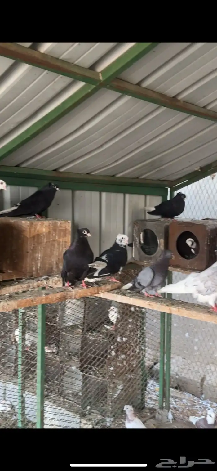 حمام قطيفي 0