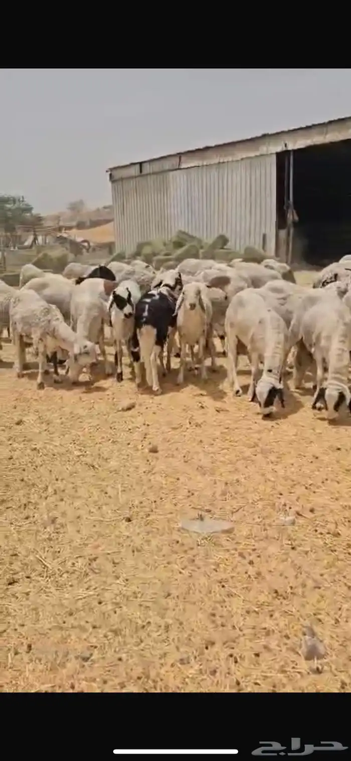 سوكان وزنا فل فل 18