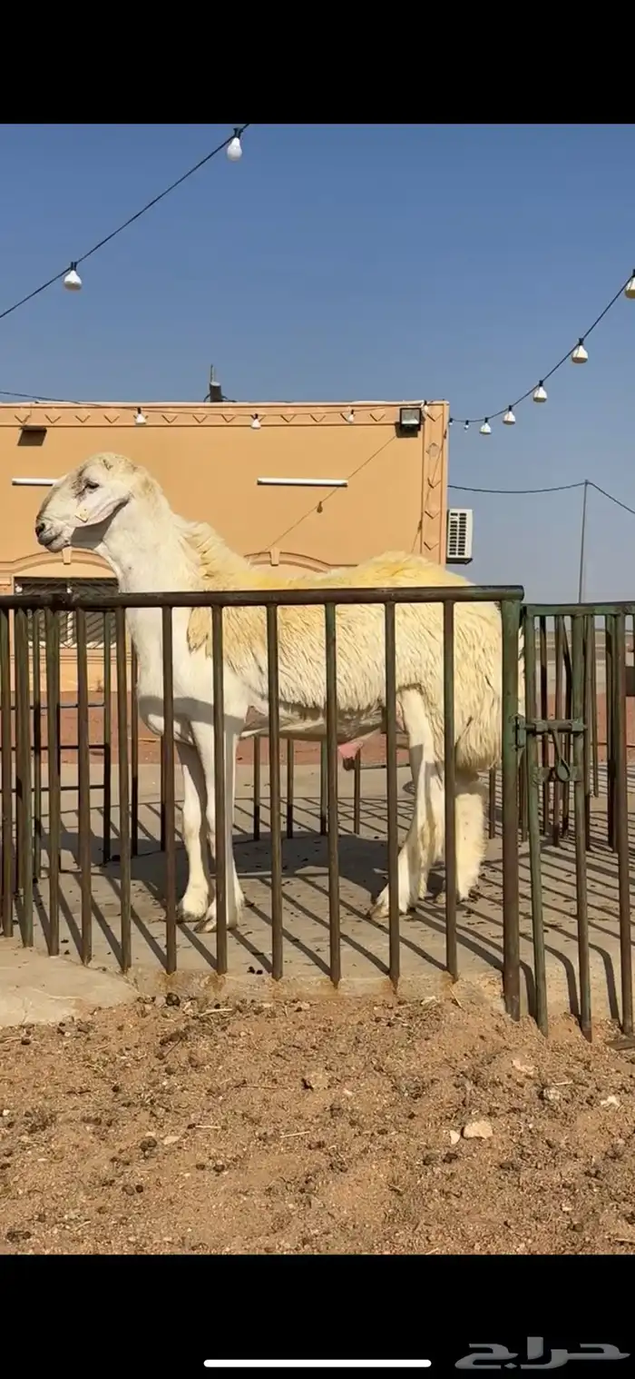 مشروع فحل حري 0