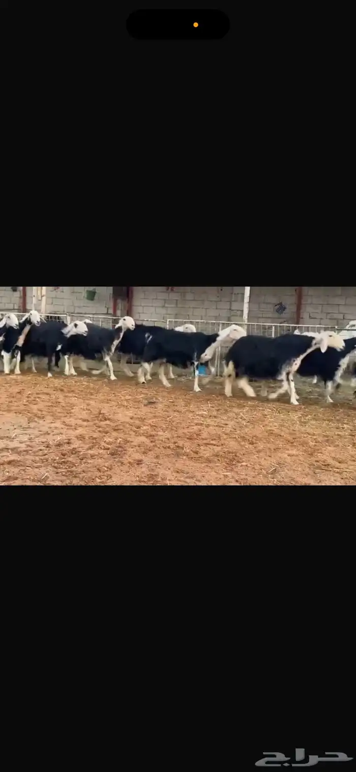 عرض بيع نجد فواخر جروم 4
