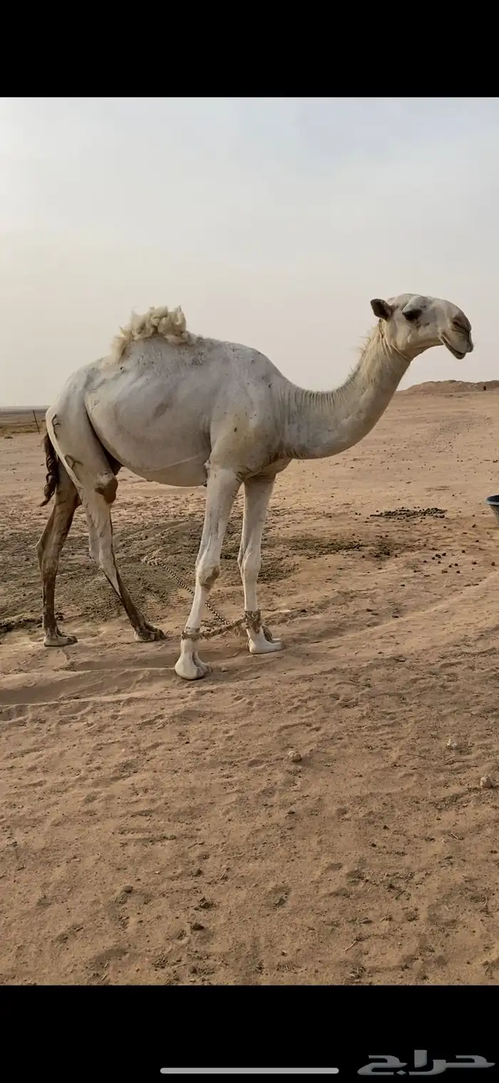 للبيع بعير 2
