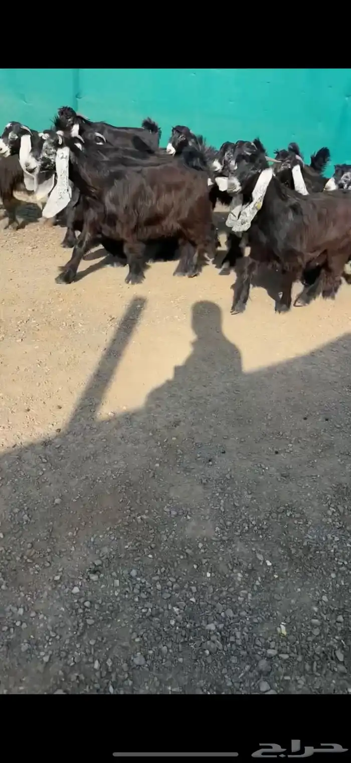 جفرات عوارض نوادر خصم الخصم تممم البيع 2