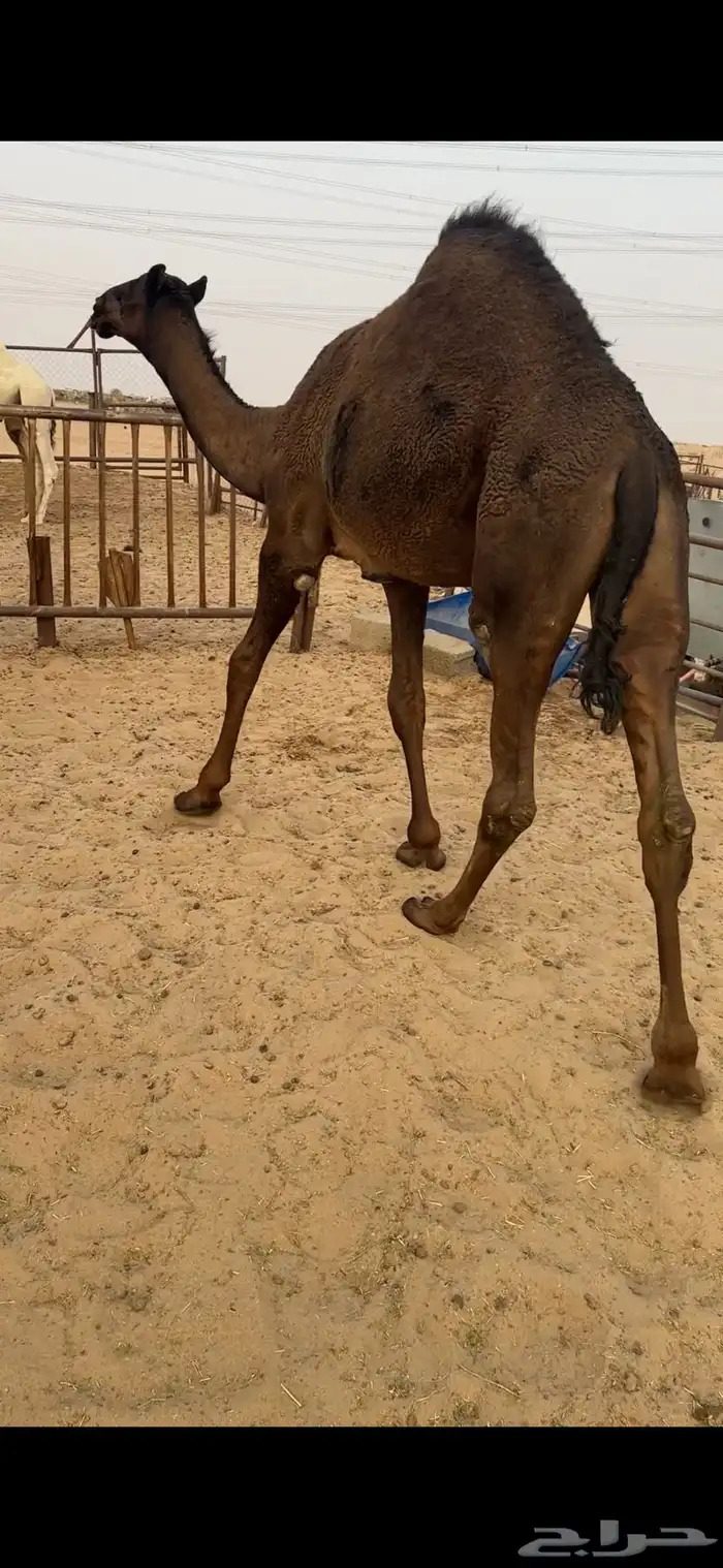 قعود كايف للبيع رقم الجوآل 2