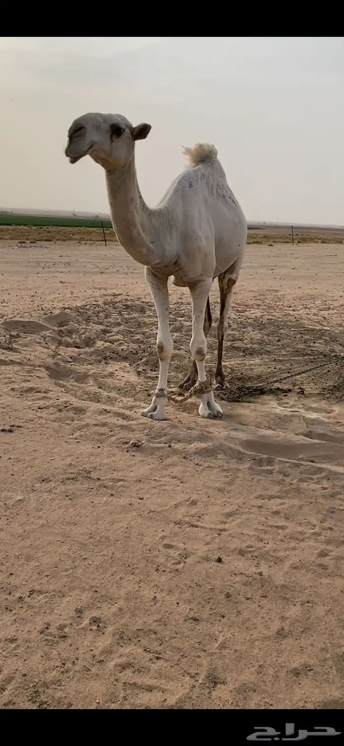 للبيع بعير 1