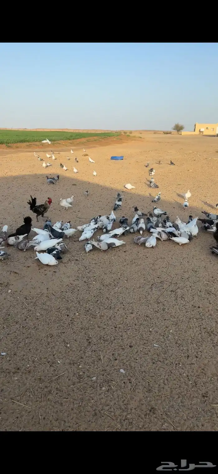 حمام هجين فرنسي على زاجل على مصري 3