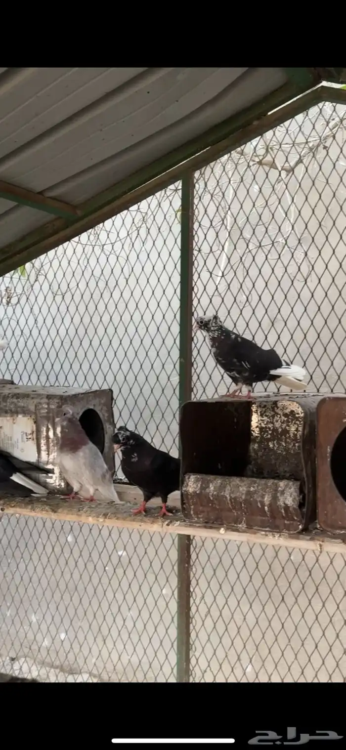 حمام قطيفي 5