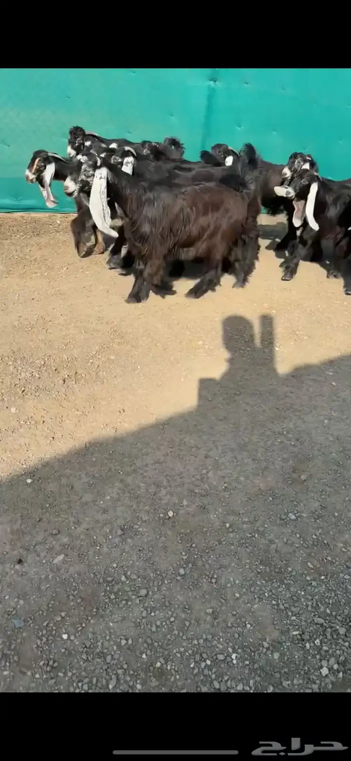 جفرات عوارض نوادر خصم الخصم تممم البيع 3