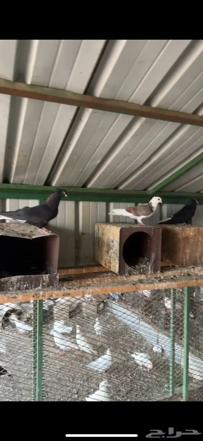 حمام قطيفي 1