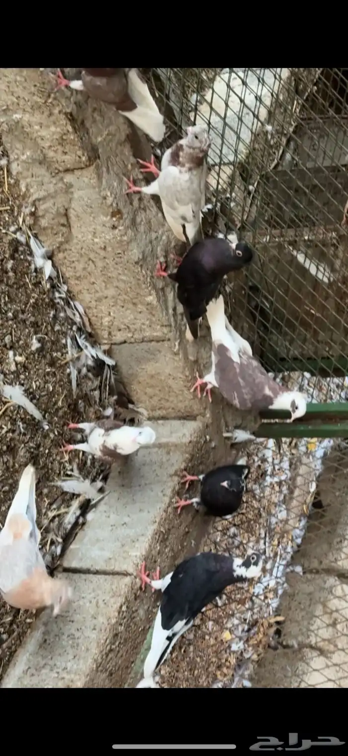 حمام قطيفي 3