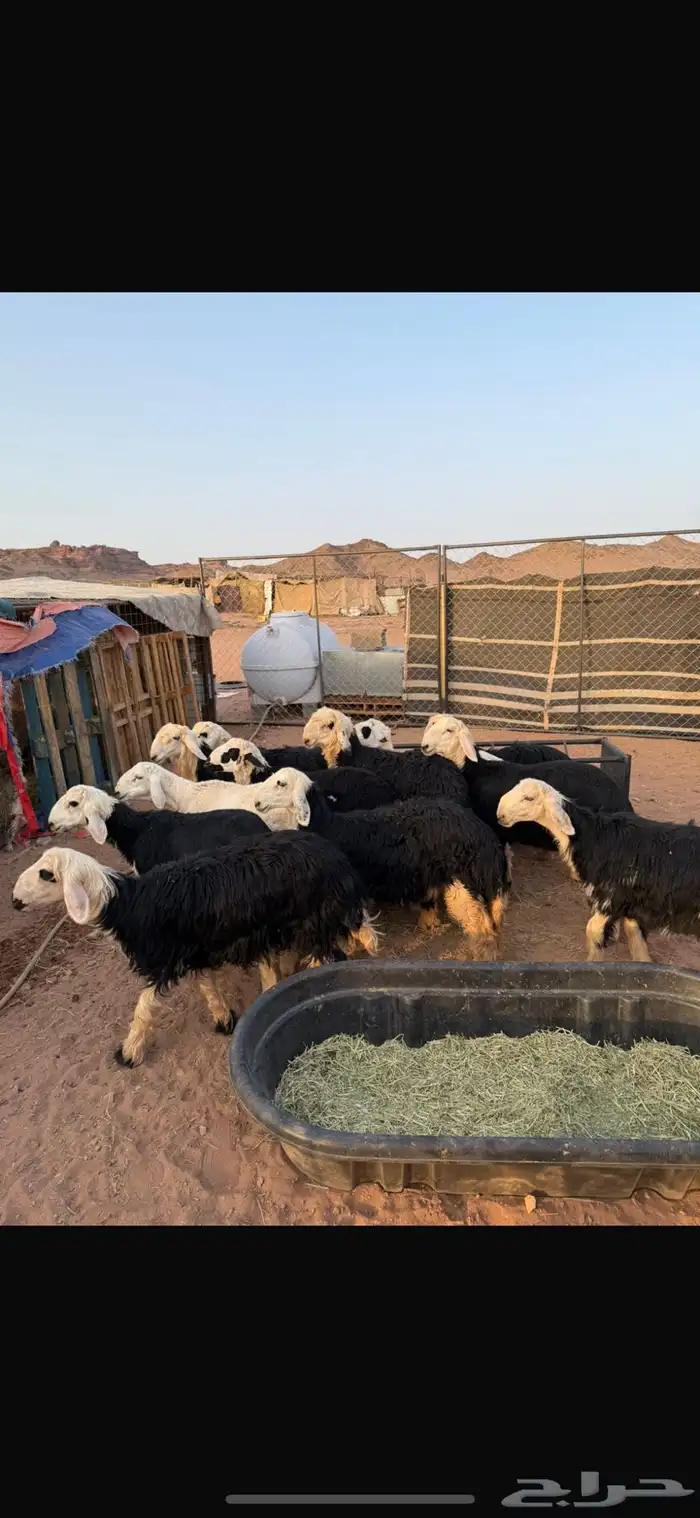 طليان ورخال للبيع طيبات وسمان 2