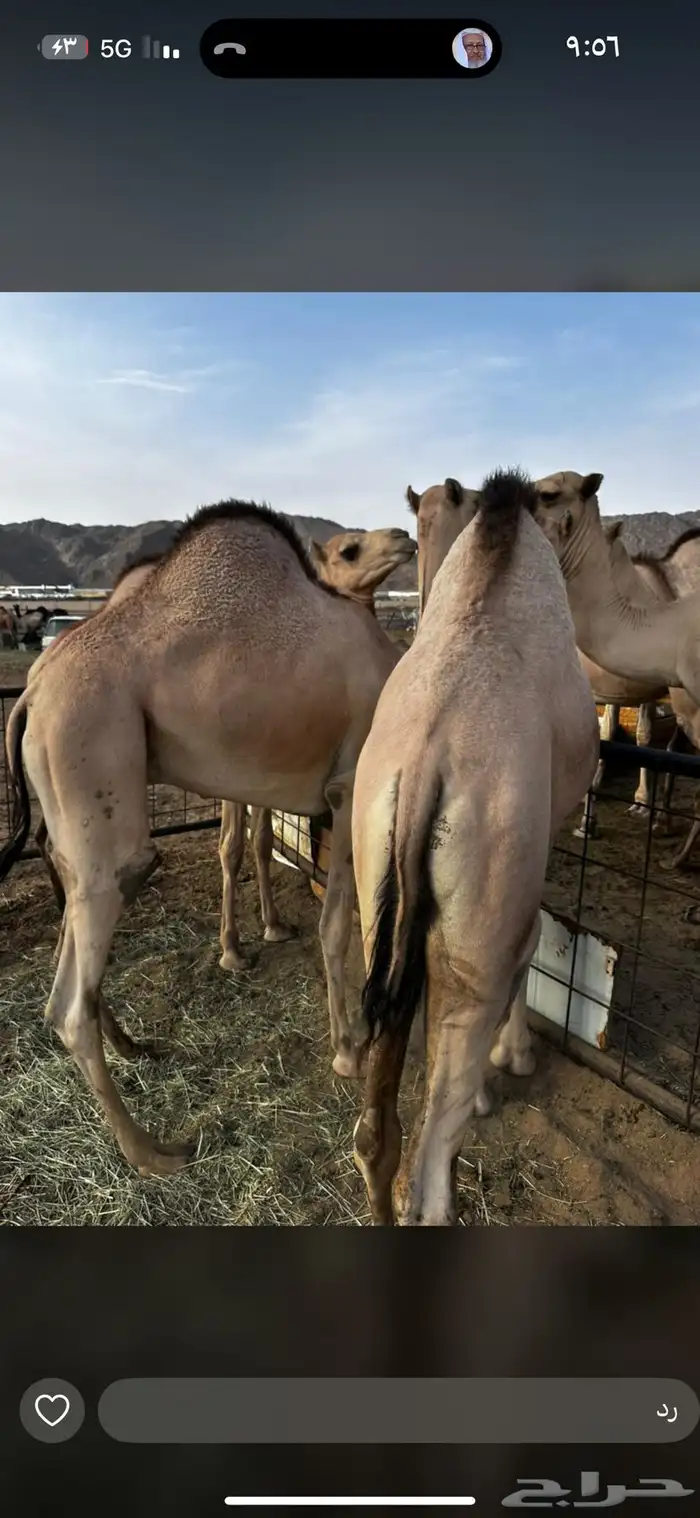 قعدان كفو للبيع 3