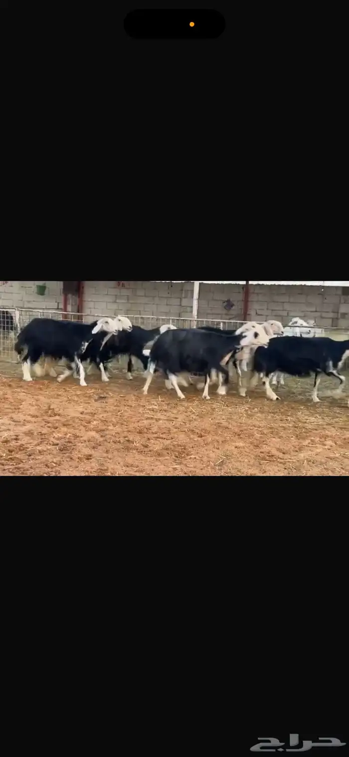 عرض بيع نجد فواخر جروم 2