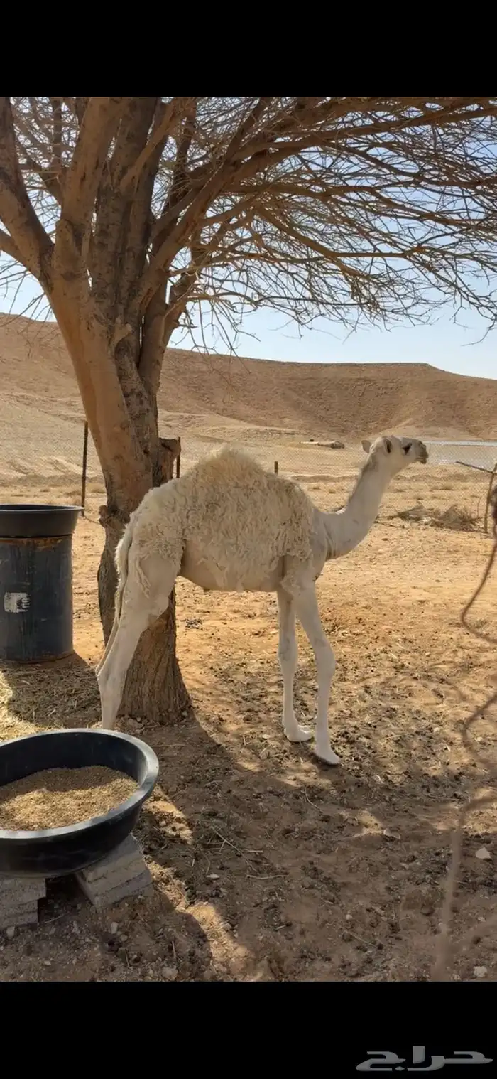 قعود طيب جدا وعلى بعير منتج 3