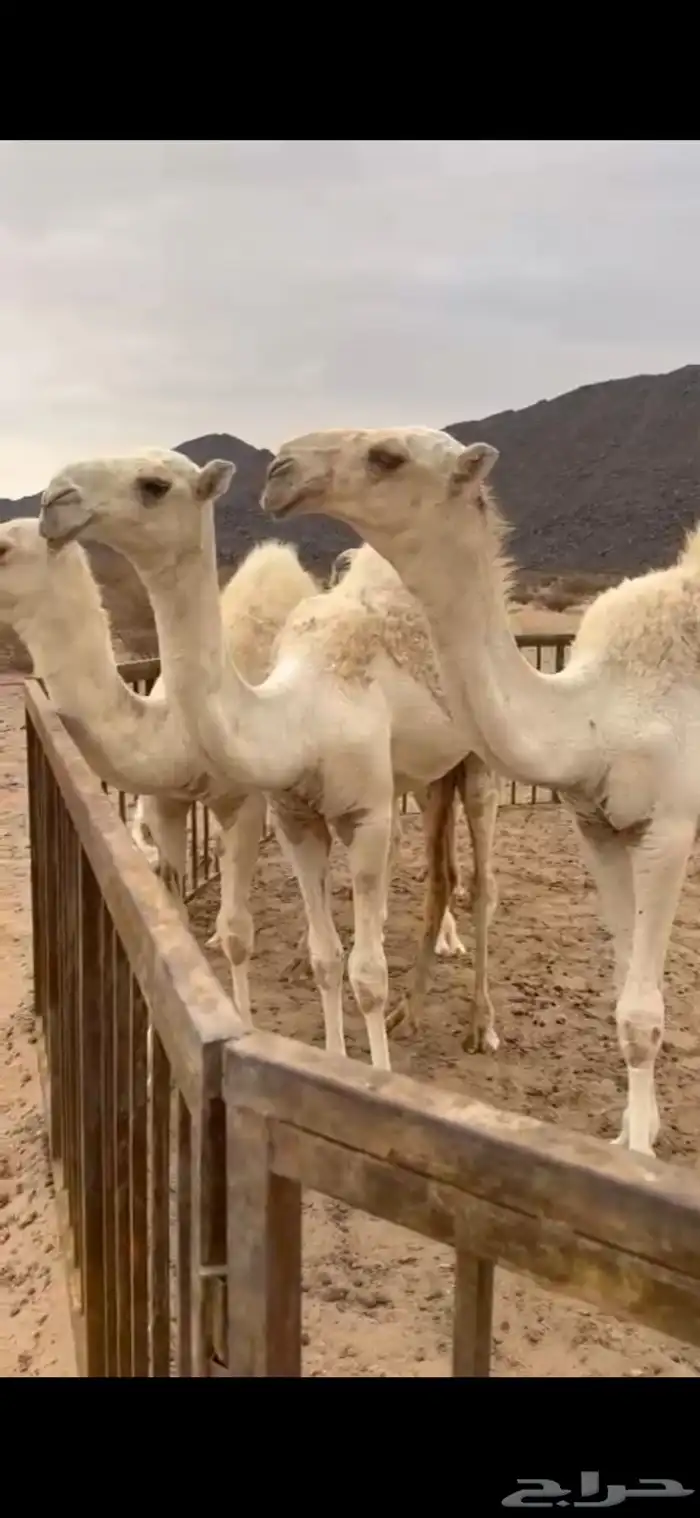 فحل منتج على غريب بعير هزاع ابا اروس العنزي 0