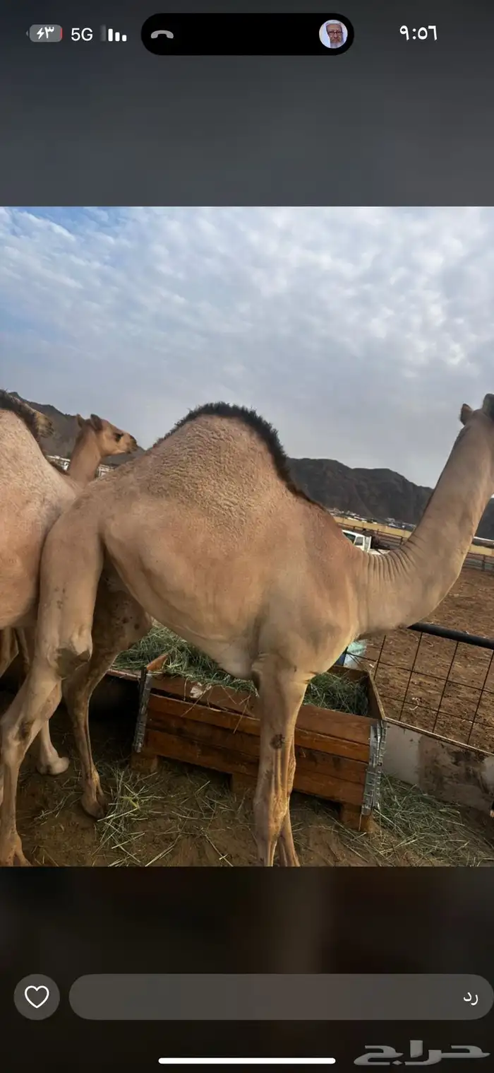 قعدان كفو للبيع 1
