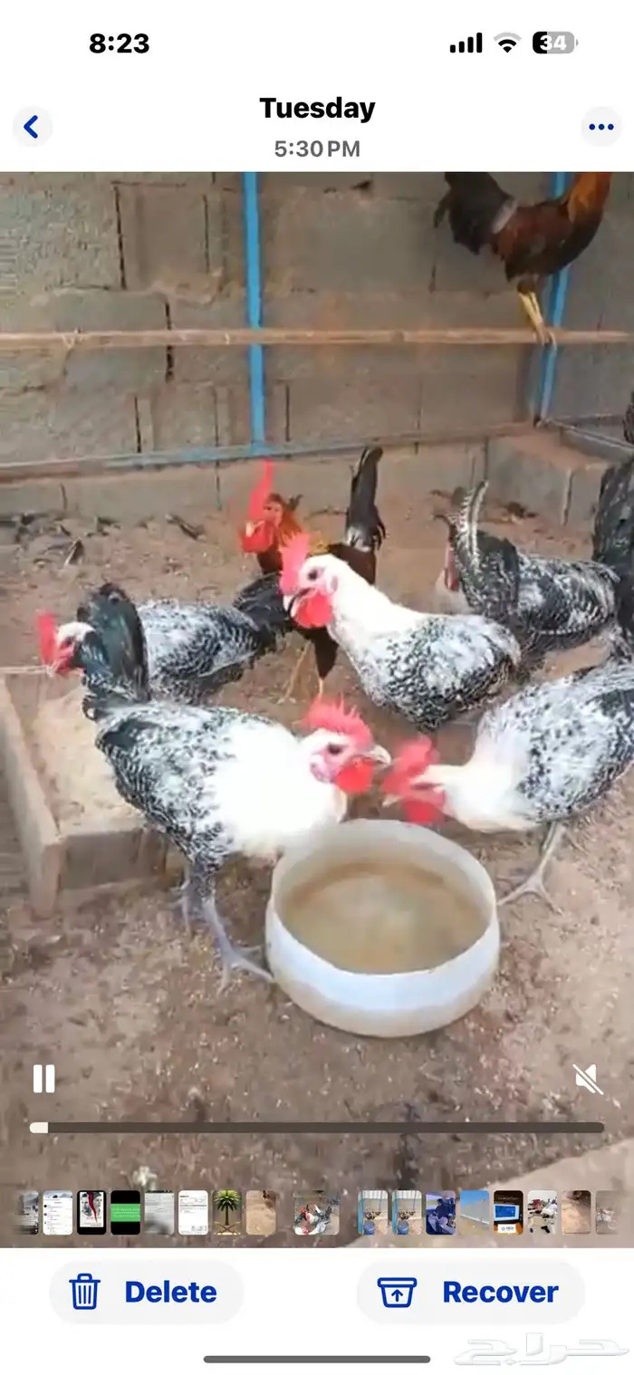 ديوك فيومي شبابي وديوك فريات وشوكي 1