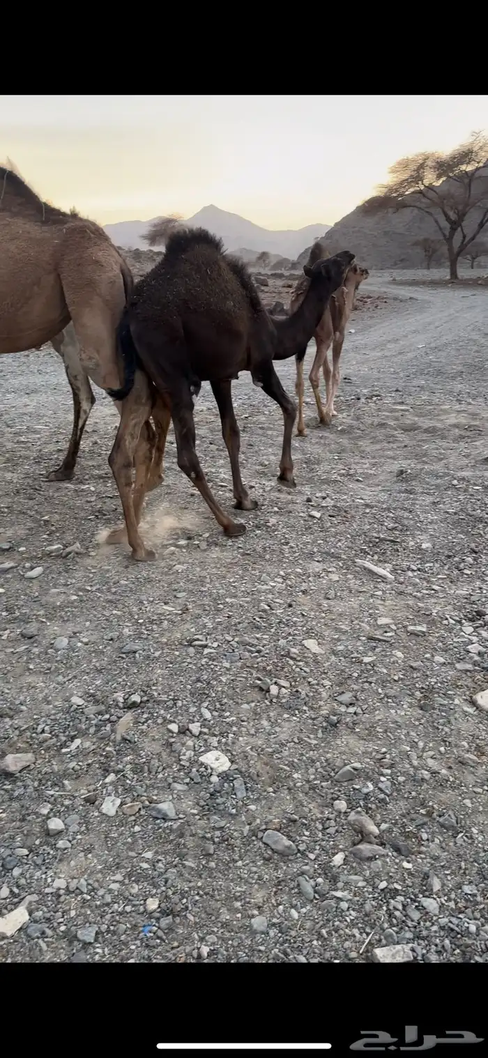 للبيع بكره وقعود 5