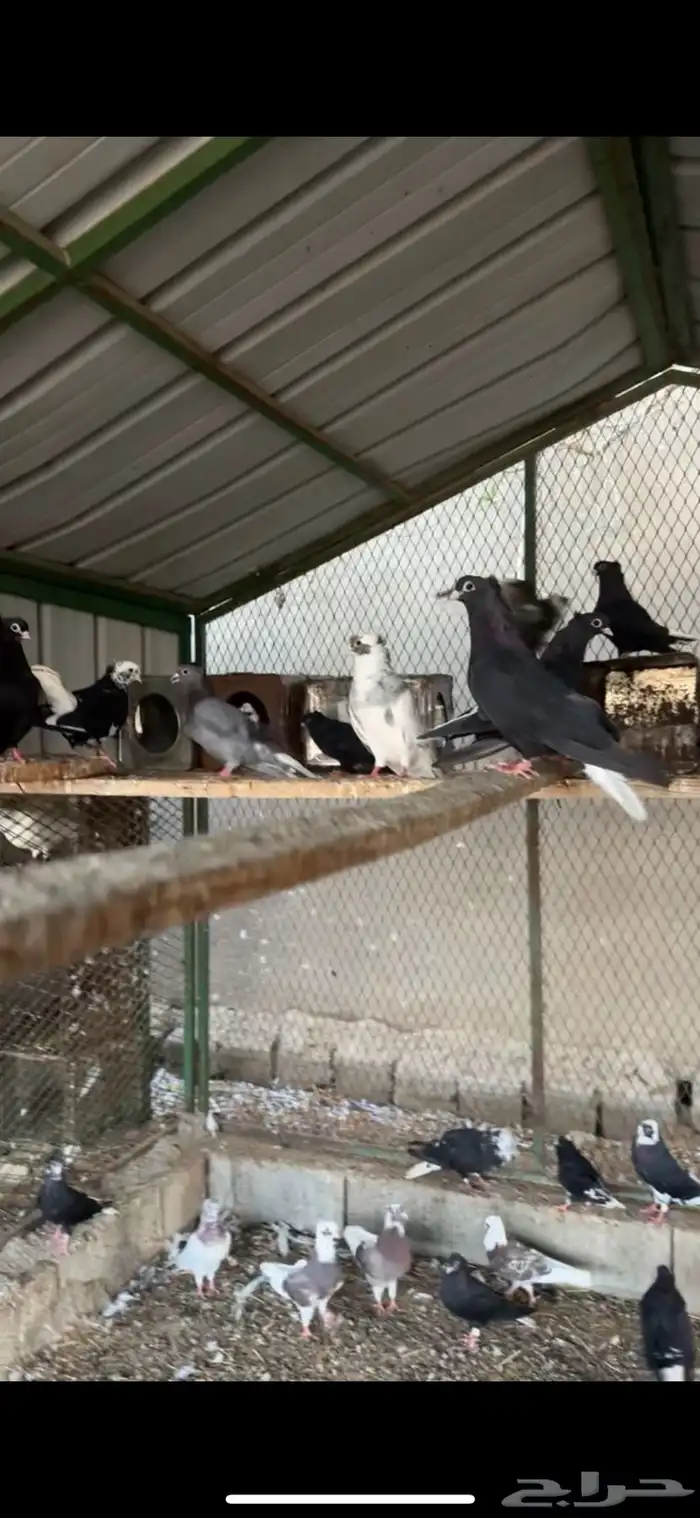 حمام قطيفي 2