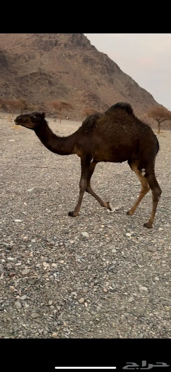 للبيع بكره وقعود 4