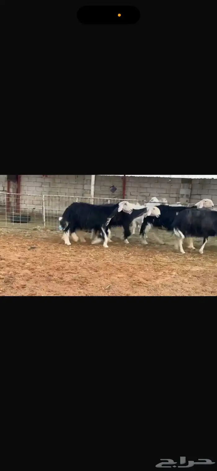 عرض بيع نجد فواخر جروم 0