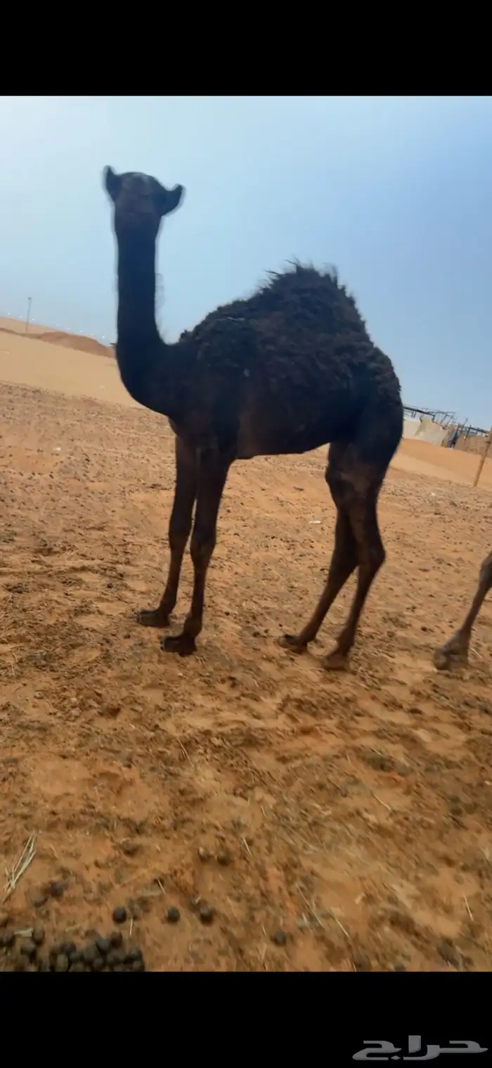حشوان للبيع على لبن أم ته وبرسيم 1