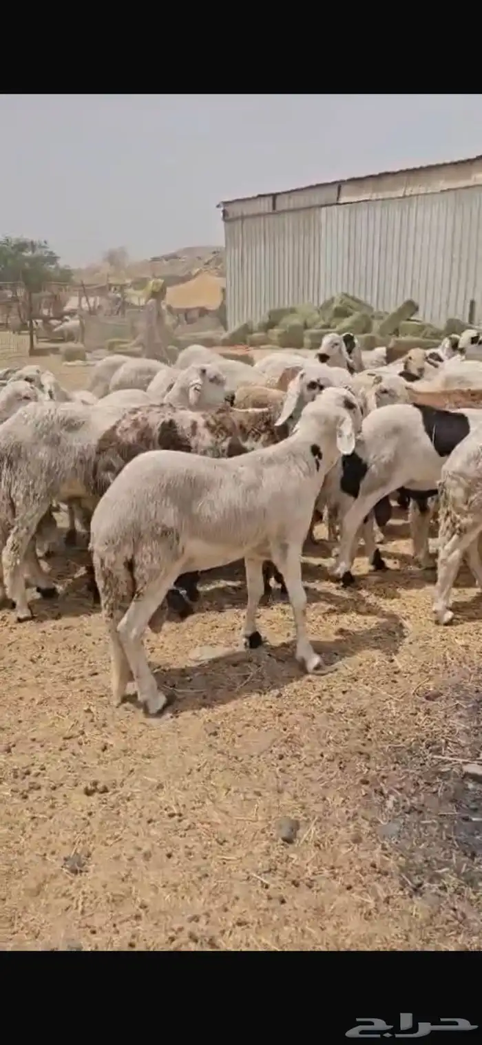 سوكان وزنا فل فل 12