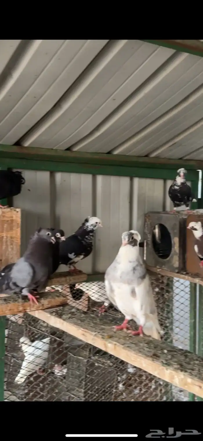 حمام قطيفي 4